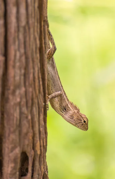 Closeup proměnlivé ještěrka na stromě — Stock fotografie