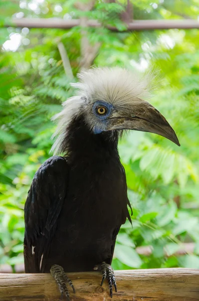 Detailní záběr bílé korunován Hornbill — Stock fotografie