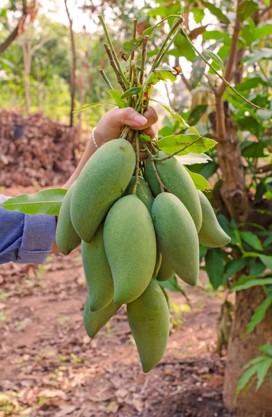Håll grön mango i hand på garden — Stockfoto