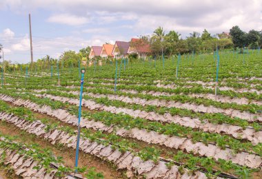 Çilek tarım çiftliğinde büyüyen bush