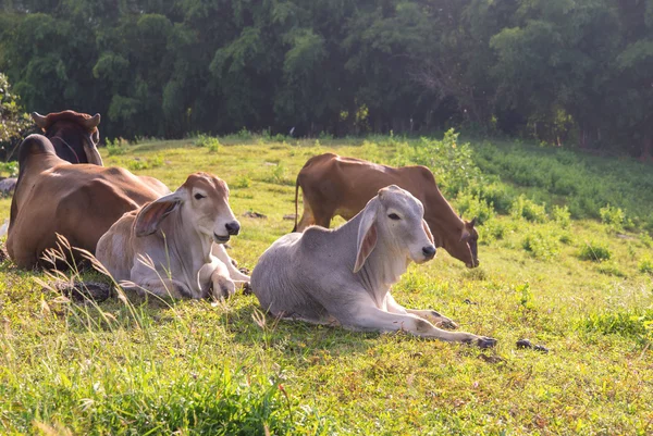 夏の牧草地に牛の群れ — ストック写真
