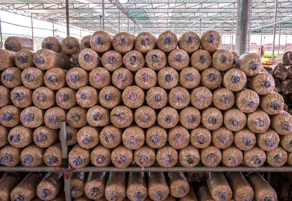 Cogumelo orgânico crescendo na fazenda — Fotografia de Stock