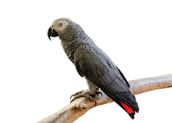 Portret Afrykanin szary papuga izolować na białym tle — Zdjęcie stockowe