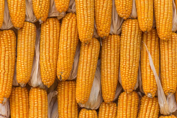 Milho doce Produtos agrícolas na fazenda — Fotografia de Stock