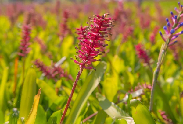 Bromeliade fiore in fattoria — Foto Stock
