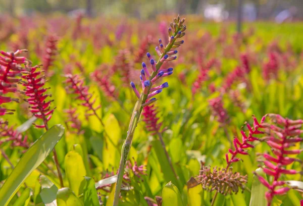 Bromeliade fiore in fattoria — Foto Stock