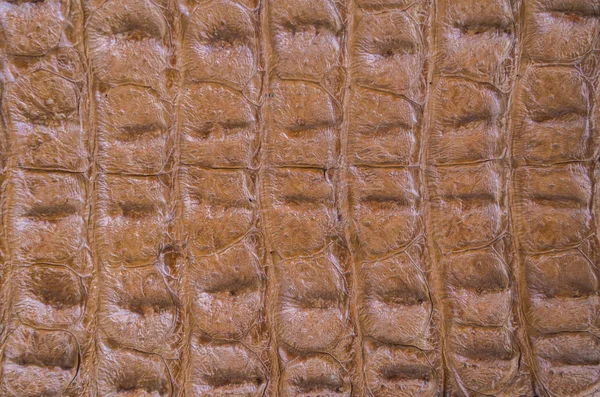 Krokodyla skóra tekstura tło — Zdjęcie stockowe