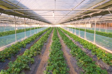 Çilek tarım çiftliğinde büyüyen bush