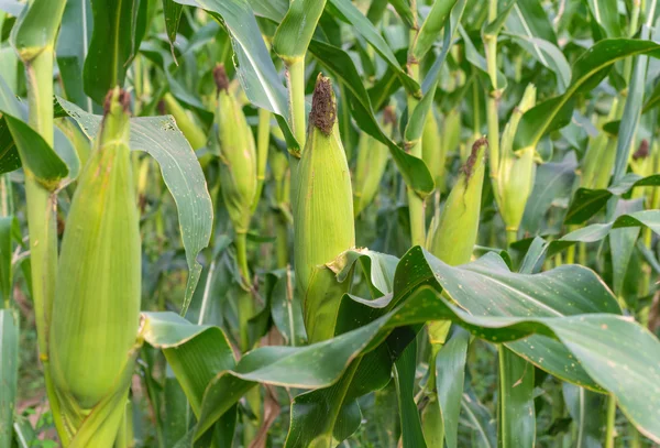 Kukorica a területen a mezőgazdasági, vidéki táj. — Stock Fotó