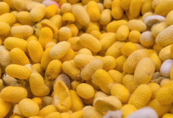 Capullos de gusano de seda . — Foto de Stock