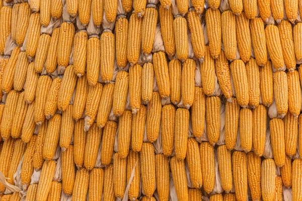 Sweet Corn Agricultural products in farm. — Stok Foto