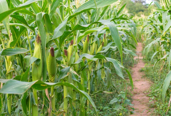 Corn field in agricultural rural landscape. — Stock Photo, Image