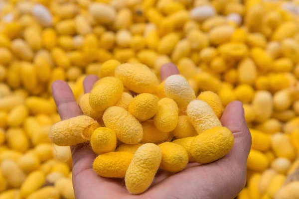 Capullos de gusano de seda en la mano — Foto de Stock