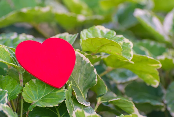 Rotes Herz auf grünem Blatt mit Naturhintergrund — Stockfoto