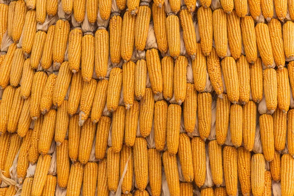 甜玉米在农场的农产品 — 图库照片