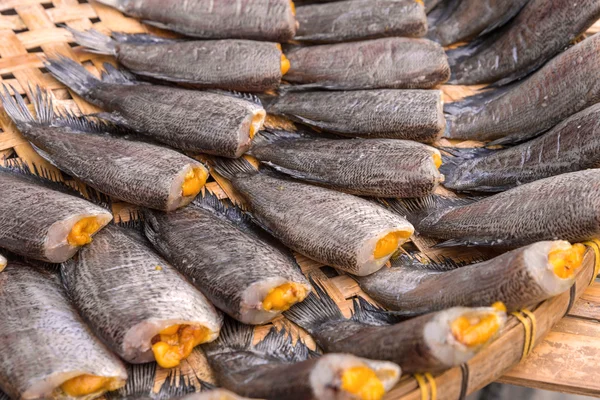 Trichogaster pectoralis, Poisson sec salé — Photo