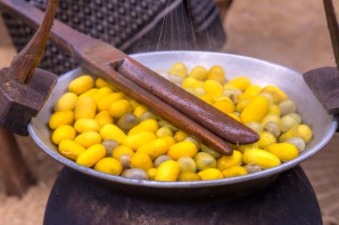 İpek üretim süreci, koza ipekböceği yumurtadan yapım 
