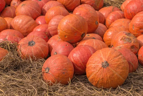 Pumpkin on ground with dry straw — Stock Photo, Image