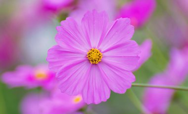 Cosmos renkli çiçek alanı