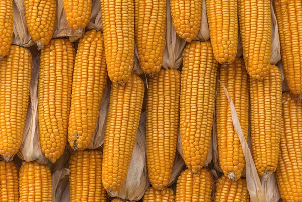 Milho doce Produtos agrícolas na fazenda — Fotografia de Stock