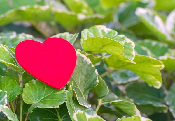 Corazón rojo sobre hoja verde con fondo natural —  Fotos de Stock