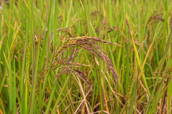 Рисовая ягода на ферме, (Тайский черный жасминовый рис .) — стоковое фото
