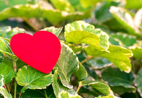 Corazón rojo sobre hoja verde con fondo natural —  Fotos de Stock