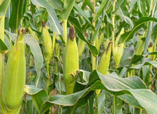 Corn field in agricultural rural landscape. — Stock Photo, Image