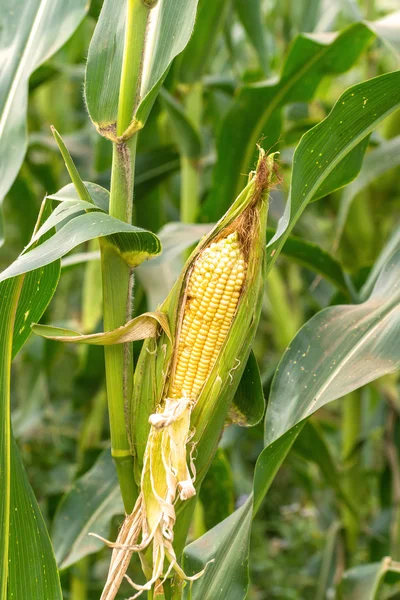 Campo di mais nel paesaggio rurale agricolo . — Foto Stock