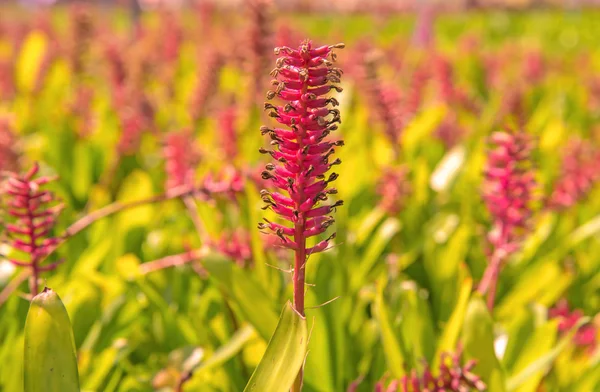 Bromeliade fiore in fattoria — Foto Stock