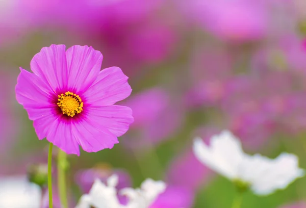Cosmos flor colorida no campo — Fotografia de Stock