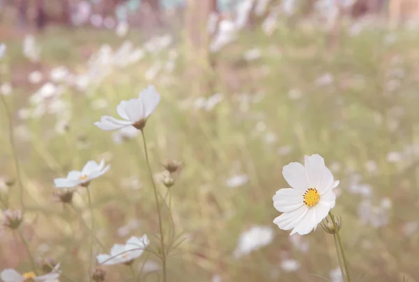 Cosmos bílá květina v poli. — Stock fotografie