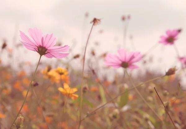 Cosmos renkli çiçek alanı — Stok fotoğraf