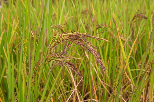 Rice berry in farm, (Thai black jasmine rice.) — Stock Photo, Image