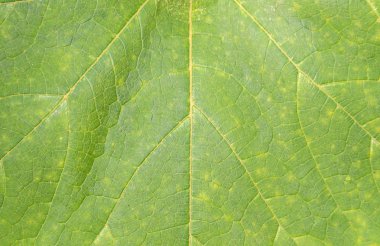 yaprak için arka plan dokusu