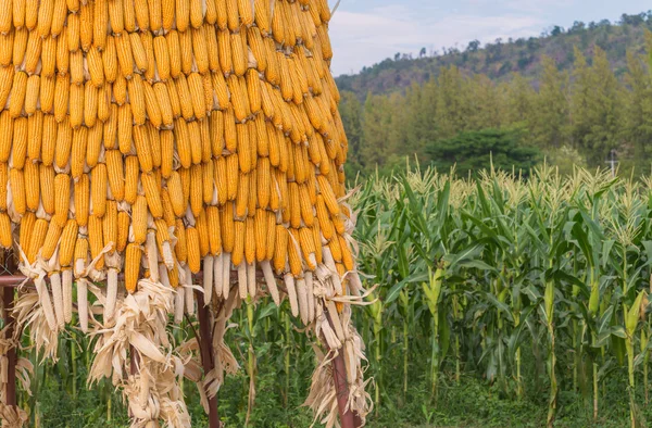 Sweet Corn Agricultural products in farm — Stock Photo, Image