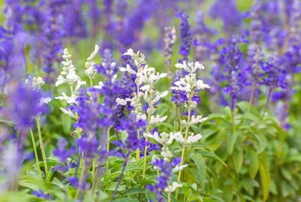 Lavendel in tuin. — Stockfoto