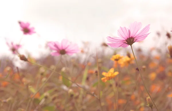 Kozmosz színes virág területén — Stock Fotó