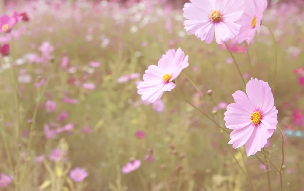 필드에 코스모스 화려한 꽃 — 스톡 사진
