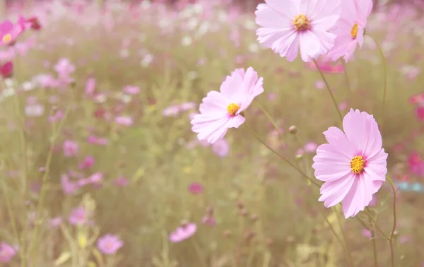 Kosmos färgstarka blomma i fältet — Stockfoto