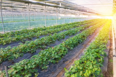 Çilek tarım çiftliğinde büyüyen bush