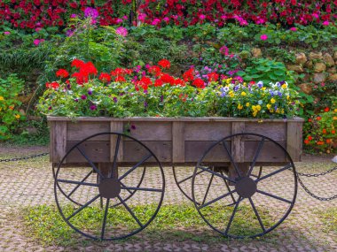 Tramvaydaki petunya çiçekleri ya da bahçedeki ahşap arabalarla dolu