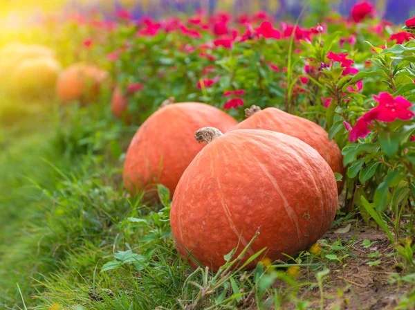 Pumpkin on green grass with flower background — Stock Photo, Image