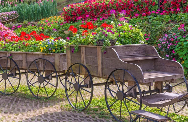 Colorido de flores de petunia en el carro o carro de madera en el jardín — Foto de Stock