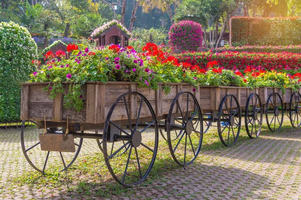 Colorful of petunia flowers on trolley or cart wooden in garden — Stock Photo, Image