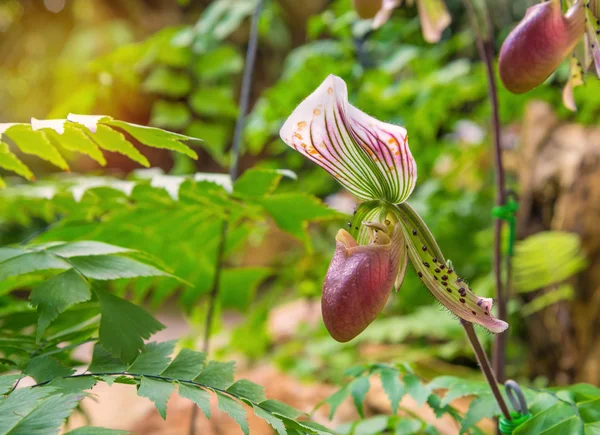 Παντόφλα κυρία ορχιδέα (paphiopedilum callosum) — Φωτογραφία Αρχείου