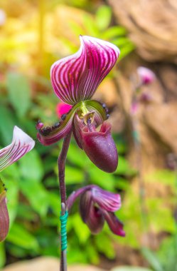 lady's slipper orchid (Paphiopedilum Callosum) clipart