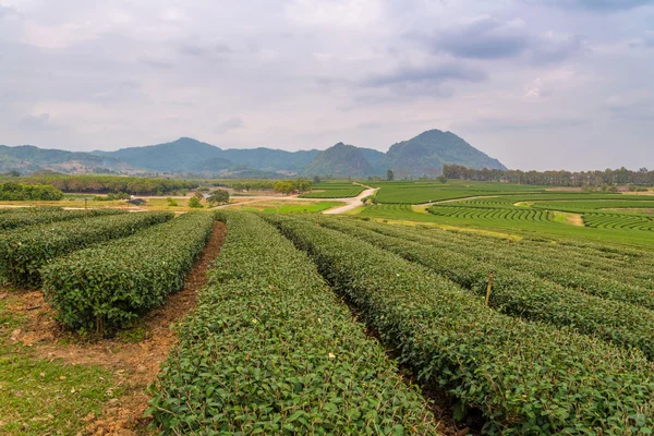Зеленая чайная ферма на холме на севере Таиланда — стоковое фото