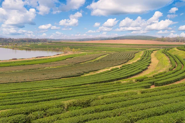 Granja de té verde en la colina al norte de Tailandia —  Fotos de Stock