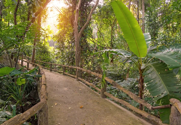 Caminho de ponte de madeira na floresta no parque nacional — Fotografia de Stock